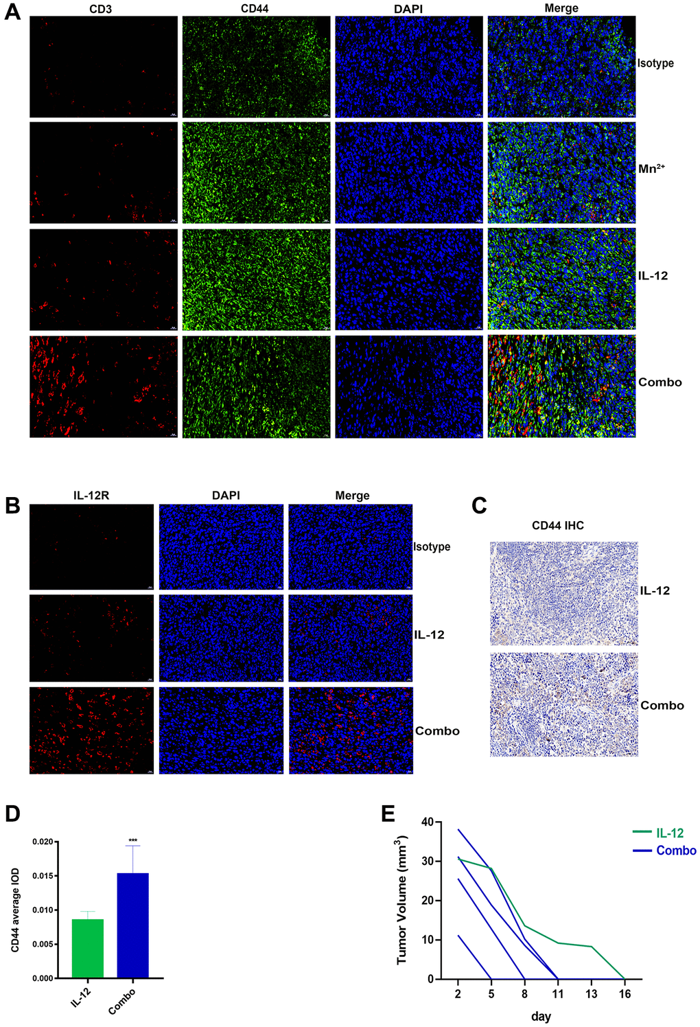 Mn2+ and IL-12 combination treatment promoted sustained tumor resistance in vivo. (A) Representative images of memory T cells co-localized by CD3 (red) and CD44 (green) in the tumor center. (B) Representative images of IL-12R expression in the tumor center. (C) Representative images of CD44 immunohistochemical staining of mouse spleens (scale bar, 50 μm). (D) Immunohistochemical quantification. (E) Tumor growth curves in tumor-bearing mice are displayed. Abbreviation: NS: not significant. *P **P ***P 