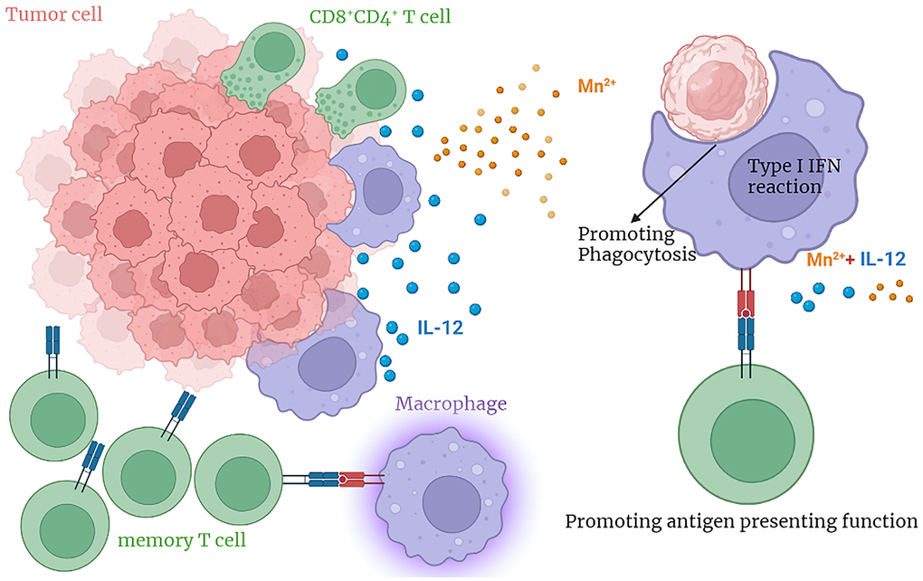 The graphical abstract.