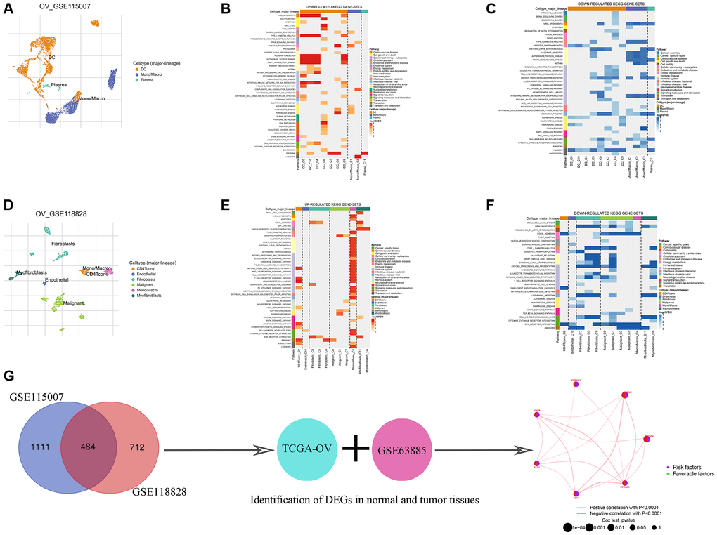 Identification of TMAGs in ovarian cancer. Ovarian cancer single-cell data analysis based on the GSE115007 dataset. (A) UMAP plots with cells colored by cell type are displayed. Heatmap showing enriched up- (B) or down-regulated (C) pathways identified based on differential genes in each cell type. Ovarian cancer single-cell data analysis based on the GSE118828 dataset. (D) UMAP plots with cells colored by cell type are displayed. Heatmap showing enriched up- (E) or down-regulated (F) pathways identified based on differential genes in each cell type. (G) Identification of key genes.