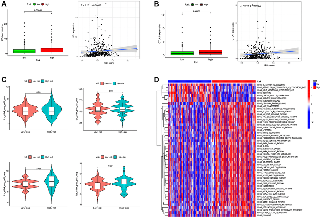 RS-Based prediction of immunotherapy response. (A) Correlation analysis between RS and PD1. (B) Correlation analysis between RS and CTLA4. (C) RS-Based Prediction of Immunotherapy Response. (D) Functional enrichment analysis between high- and low-RS groups. *P **P ***P 