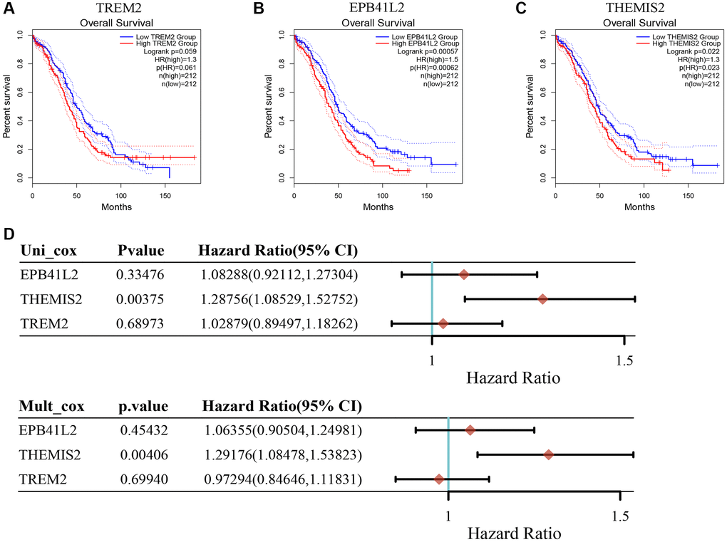 The relationship between key genes in TMAGs model and prognosis of OC. (A) TREM was not significantly associated with the prognosis of OC patients. (B) High expression of EPB41L2 was associated with poor prognosis in OC patients. (C) High expression of THEMIS2 was associated with poor prognosis in OC patients. (D) Univariate and multivariate COX analysis results showed that A was an independent prognostic factor for OC patients.