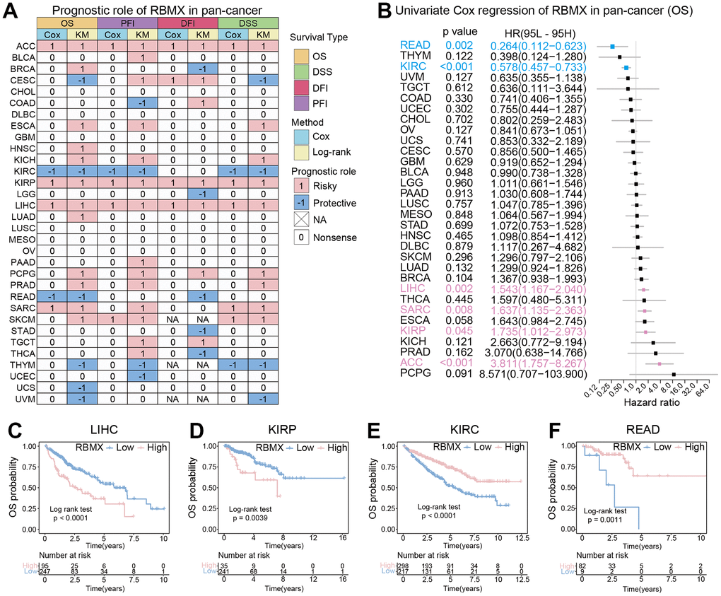 Comprehensive landscape of RBMX. (A) Transcriptional expression levels of RBMX in cancer based on TCGA and GTEx cohorts. (B) Different expression levels of RBMX between CHOL and normal cholecyst tissues. (C) Analysis of RBMX alteration frequency in different types of cancer using data from the cBioPortal database. (D) Pearson correlations between RBMX expression and RBMX copy number variation in each type of cancer. (E) Pearson correlations between RBMX expression and RBMX transcriptional start site (TSS) methylation in each type of cancer. (F) Immunofluorescence images of RBMX protein, nucleus, endoplasmic reticulum (ER), microtubules, and merged images in MCF7 and U2-OS cell lines. (G) The protein–protein interaction (PPI) network displayed interaction between the proteins and RBMX. (H–M) RBMX expression between clinical tumor samples and related normal samples in CHOL (H, I), LIHC (J, K), and GBM (L, M). CHOL, cholangiocarcinoma; GBM, glioblastoma; GTEx, Genotype-Tissue Expression; LIHC, liver hepatocellular carcinoma; RBMX, RNA binding motif protein X-linked; TCGA, The Cancer Genome Atlas.
