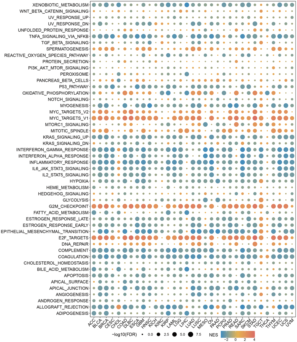 Single-cell analysis of RBMX in different types of cancer. (A) Heatmap exhibiting a comprehensive landscape of RBMX expression in 33 cell types based on 28 single-cell datasets (the number indicates the expression levels of RBMX). (B, C) Distribution of various cells in SKCM based on the GSE120575 database. (D, E) Distribution of various cells in glioma based on the GSE131928 database. RBMX, RNA binding motif protein X-linked; SKCM, skin cutaneous melanoma.