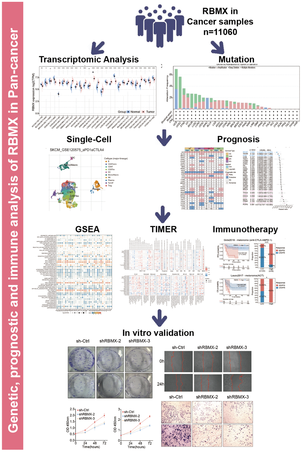 Predictive role of RBMX and its relationships with immune regulators, TMB, and MSI. (A) Correlations of RBMX expression with 47 types of immune regulators in the pan-cancer setting, illustrated by the Spearman correlation analysis. Red and blue squares represent positive and negative correlations, respectively. (B) Correlations between RBMX expression and MSI in the pan-cancer setting. (C) Correlations between RBMX expression and TMB in the pan-cancer setting. (D) Low- and high-RBMX subgroups distinguished based on the Kaplan–Meier curves in the Gide2019 cohort (anti-CTLA-4 and anti-PD-1, melanoma). Proportion of patients with melanoma who responded to anti-CTLA-4 and anti-PD-1 therapy in the low- and high-RBMX subgroups of the IMvigor210 cohort. (E) Low- and high-RBMX subgroups distinguished based on the Kaplan–Meier curves in the Riaz2017 cohort (anti-PD-1, melanoma). Proportion of patients with melanoma who responded to anti-PD-1 therapy in the low- and high-RBMX subgroups of the IMvigor210 cohort. (F) Low- and high-RBMX subgroups distinguished based on the Kaplan–Meier curves in the Lauss2017 cohort (ACT, melanoma). Proportion of patients with melanoma who responded to ACT therapy in the low- and high-RBMX subgroups of the IMvigor210 cohort. (G) Low- and high-RBMX subgroups distinguished based on the Kaplan–Meier curves in the Vanallen2015 cohort (anti-CTLA-4, melanoma). Proportion of patients with melanoma who responded to ACT therapy in the low- and high-RBMX subgroups of the IMvigor210 cohort. *p 