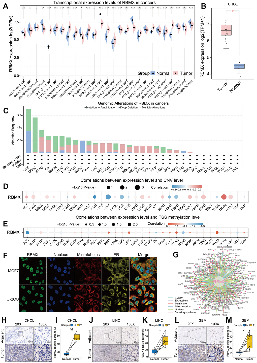 Detection of CD11b+ cells and RBMX through fluorescence immunohistochemistry assay, and in vitro validation of the functions of RBMX in regulating the proliferative, migrative, and invasive abilities of LIHC cells. (A) Co-fluorescence immunohistochemical analysis of RBMX and CD11b in tumor regions and adjacent normal tissues in three LIHC samples. (B) Western blots showing the RBMX knockdown effects of the three shRNAs in HCCLM3 and SK-HEP1 cells. (C, D) RBMX knockdown reduced the ability of HCCLM3 and SK-HEP1 cell lines for cell colony formation. (E, F) CCK8 assay also validated that RBMX knockdown can reduce the proliferation of HCCLM3 and SK-HEP1 cells. (G–L) Downregulation of RBMX also inhibited the invasive (G, H) and migratory (I–L) abilities of HCCLM3 and SK-HEP1 cells in vitro. CCK8, Cell Counting Kit-8; LIHC, liver hepatocellular carcinoma; RBMX, RNA binding motif protein X-linked; shRNAs, short hairpin RNAs.