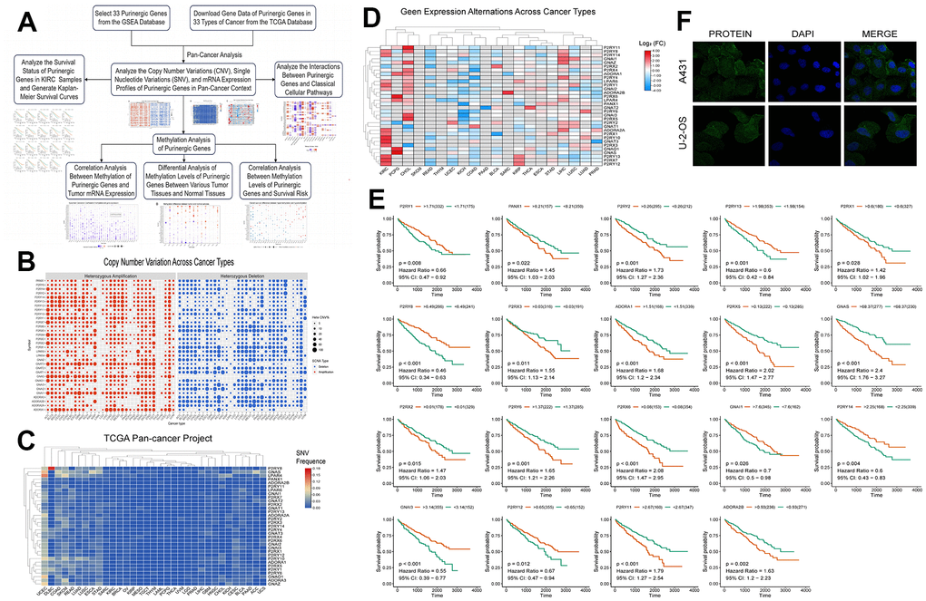 (A) We retrieved data on Purinergic genes and cancer patients from various databases, and conducted comprehensive analyses on the cancer associations and methylation patterns of these Purinergic genes. (B) CNV frequencies of 32 Purinergic genes in 33 cancer types. Red represents CNV gain, blue represents CNV loss, and the bubble size represents the degree of gain/ loss. (C) SNV frequencies of 33 Purinergic genes in 33 different cancer types. Red represents high mutation frequencies, and blue represents low mutation frequencies. (D) mRNA expression levels of 32 Purinergic genes in 20 different tumor types. Red represents increased mRNA expression, and blue represents decreased mRNA expression. (E) Survival curve analysis of the statistically significant Purinergic genes in KIRC samples. The names of Purinergic genes are labeled at the top of the curves. Orange represents the high expression of this Purinergic gene, and the green represents the low expression of this Purinergic gene. (F) The plot of immunofluorescence results of Purinergic gene PANX1 in A431 and U-2-OS cell lines from the HPA database.