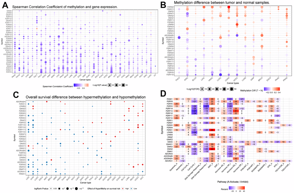 (A) Correlation analysis between Purinergic gene methylation and mRNA expression. The color bar indicates the correlation coefficient's magnitude, and the dots' size represents the comparison between the P-value and 0.05. (B) Analysis of the difference in the degree of methylation of the Purinergic gene in different tumor tissues and normal tissues. The color bar indicates the degree of difference, and the size of the dots represents the comparison between the P-value and 0.05. (C) Correlation analysis between the degree of methylation of the Purinergic gene and survival risk. Red dots represent high survival risk, blue dots represent low survival risk, and the size of the dots represents the comparison between the P-value and 0.05. (D) Relationship between Purinergic genes and classical cellular pathways. A represents activation, and I represent suppression.