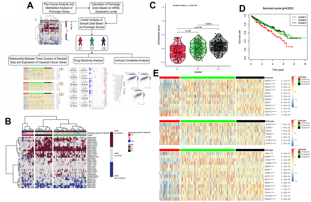 (A) Upon finalizing the pan-cancer and methylation studies of the Purinergic gene, we embarked on a clustering analysis of all data samples, grounded on the mRNA expression profiles of this gene. The clustering segmented the samples into three distinct groups. Subsequent analyses of these groups encompassed canonical oncogene studies, drug sensitivity evaluations, and immune infiltration assessments. (B) Purinergic scores were calculated based on the level of mRNA expression of Purinergic genes. KIRC samples were divided into three groups according to different levels of Purinergic scores: low expression group (cluster 1), normal expression group (cluster 2), and high expression group (cluster 3). The brown color in the right color bar indicates increased mRNA expression, the gray color indicates no change in mRNA expression, and the blue color indicates decreased mRNA expression. The closer the Purinergic score is to 0.4, the redder the color is, and the closer it is to -0.4, the bluer the color is. The KIRC samples were divided into three groups by cluster analysis; red, green, and black represent cluster 1, cluster 2, and cluster 3, respectively. (C) The violin plot shows the enrichment scores of the three clustered samples, the results show C3 > C2 > C1, and the p-values for comparison between groups are shown in the figure. (D) Survival curve analysis of the three clustered samples. The results show that the survival rate of KIRC patients in the C1 group is much lower than that of KIRC patients in the C2 and C3 groups. Red represents the C1 group, green represents the C2 group, and black represents the C3 group. The horizontal coordinate unit is the number of years of survival, and the vertical coordinate unit is the probability of survival. (E) Heat map showing the association between the three clustered samples and HDAC, SIRT, and classical oncogenes expression, respectively. The color bar red represents high expression, and blue represents low expression. In the legend, red represents cluster 1, green represents cluster 2, and black represents cluster 3.