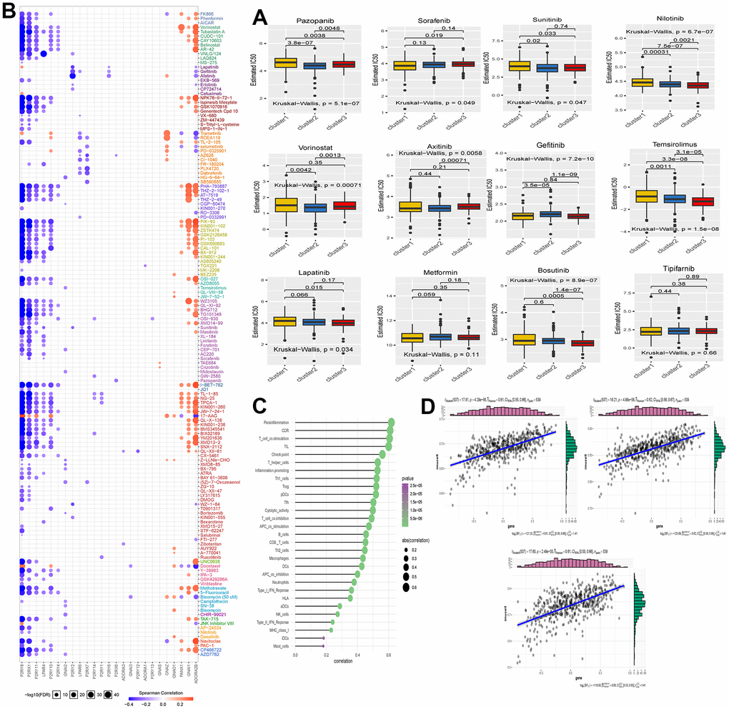 (A) The box plot shows the IC50 prediction analysis of the three clustered samples with commonly used KIRC-targeted drugs. The names of the targeted drugs are shown at the top of the box line plot, and the p-values for the group comparisons are shown in the box line plot. (B) Heat map showing correlation analysis between drug sensitivity data obtained from the GDSC database and mRNA expression levels of Purinergic genes. (C) Bubble diagram showing the degree of correlation between Purinergic and immune infiltrating factors. The size of the bubbles indicates the level of correlation between the two, and the color bar indicates the size of the P-value. (D) The three scatter plots show the correlation between Purinergic and Parainflammation, CCR, and T-cell-co.stimulation, respectively.