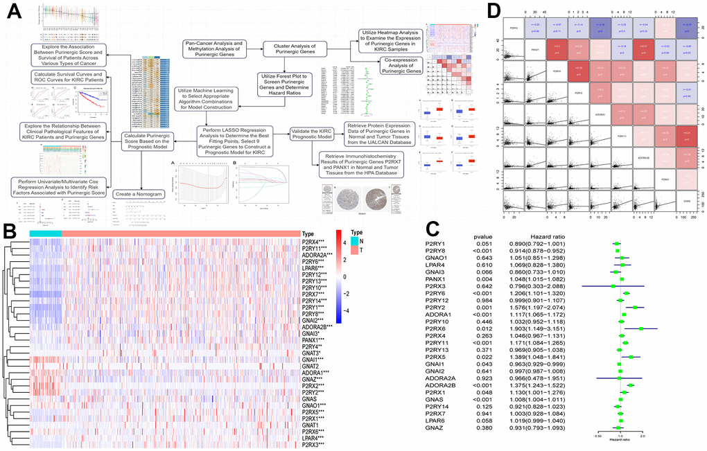 (A) Upon completing the initial analysis, we further explored the function and divergence of the Purinergic gene in KIRC. Using integrated machine learning techniques, we selected the most suitable algorithmic blend to construct a KIRC prognostic model based on the Purinergic gene. Rigorous validation was performed to ensure the model's precision. (B) Heat map showing the difference in Purinergic gene expression in KIRC tissue versus normal kidney tissue. The light blue color in the legend represents normal kidney tissue, and the light red color represents KIRC tissue. Red in the color bar indicates increased Purinergic gene expression, and blue indicates decreased Purinergic gene expression. * indicates P C) Forest plot showing 95% confidence intervals and risk ratio analysis for different Purinergic genes in KIRC. (D) Co-expression analysis between the nine Purinergic genes. The scatter plot represents the regression relationship between two Purinergic genes, and the correlation coefficients between two Purinergic genes are distinguished by color, with red indicating a positive correlation, blue indicating a negative correlation, and darker color indicating a stronger correlation.