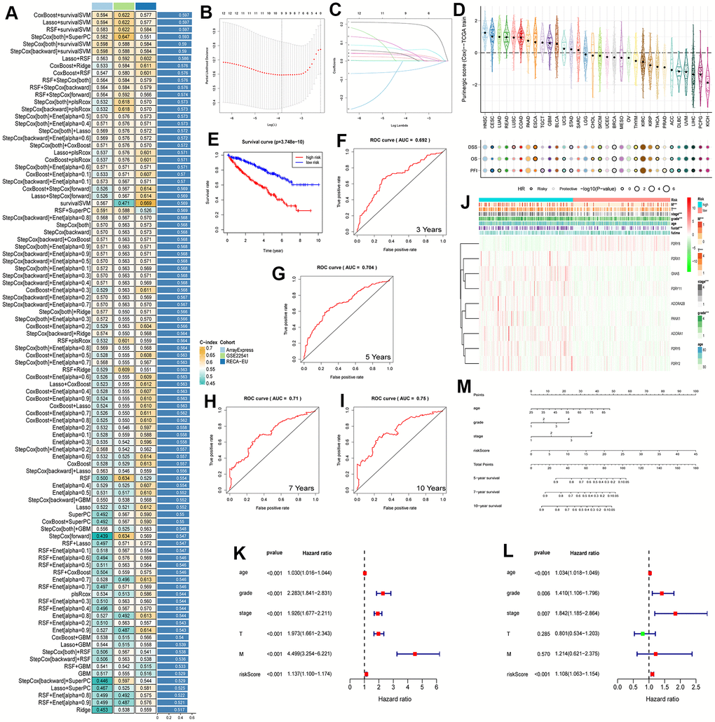 (A) The performance of 97 prediction models, developed using the LOOCV framework, as evaluated by their C-index across three distinct datasets. (B, C) KIRC survival models were established by LASSO regression analysis identifying 9 Purinergic genes. (D) The correlation between Purinergic gene expression levels in pan-cancer and the survival outcomes of patients. (E) KIRC patients were divided into high-risk and low-risk groups according to the median risk score, and survival analysis was performed for both groups. (F–I) ROC survival curve analysis was performed on the established KIRC model to verify the accuracy of the survival model. The AUC values for the next 3, 5, 7, and 10 years were 0.692, 0.704, 0.71, and 0.75, respectively, and an AUC greater than 0.7 is usually considered predictive. (J) Heat map demonstrating the association between Purinergic gene expression and clinicopathological features of KIRC in the high-risk versus low-risk groups of KIRC. Light blue represents the KIRC high-risk group, and light red represents the KIRC low-risk group. Red in the color bar indicates an increase in Purinergic gene expression, and green indicates a decrease in Purinergic gene expression. *** indicates P K, L) Univariate and multifactorial Cox regression analysis between risk scores, clinicopathological characteristics, and overall survival in KIRC patients. (M) A nomogram based on the Purinergic gene-associated KIRC survival model can be used to calculate the survival risk of KIRC patients for the next 5, 7, and 10 years by quantifying various factors in KIRC patients.