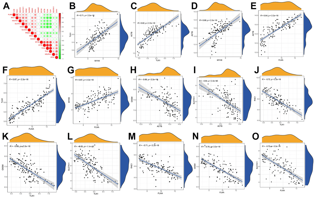 Correlation among disulfidptosis modulators in GC. (A) Correlation heat map of different correlations between different disulfidptosis modulators. There existed significantly positive correlations in the gene expression levels of TLN1-MYH9, ACTB-TLN1, ACTB-MYH9, ACTB-FLNA, TLN1-FLNA, MYH9-FLNA in GC cases (B–G), while the gene expression levels of OXSM-ACTB, SLC7A11-ACTB, RAC1-TLN1, OXSM-TLN1, SLC7A11-TLN1, RAC1-FLNA, OXSM-FLNA, SLC7A11-FLNA in GC cases exhibited significantly negative correlation (H–O).