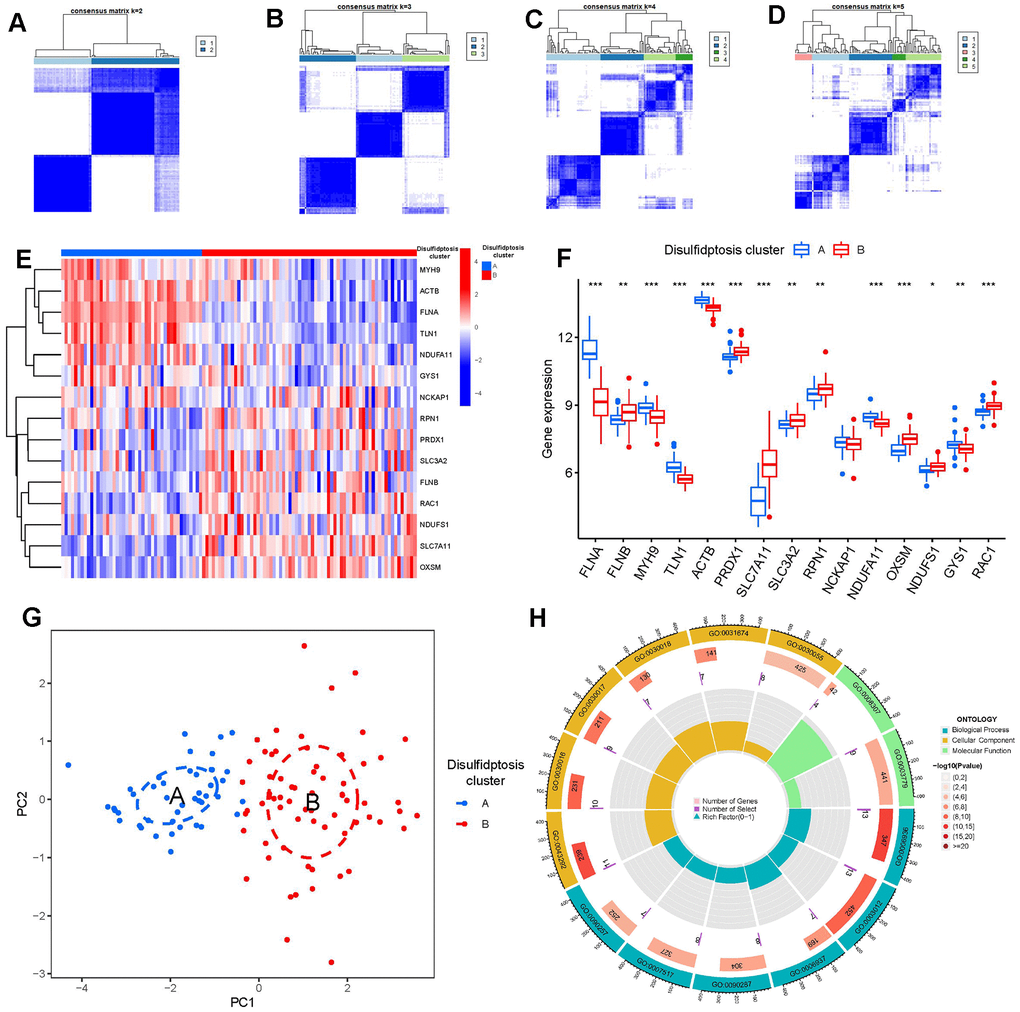 Consensus clustering of the 15 significant disulfidptosis modulators in GC. (A–D) Consensus matrices of the 15 significant disulfidptosis modulators for k = 2–5. (E) Expression heat map of the 15 significant disulfidptosis modulators in clusterA and clusterB. (F) Differential expression boxplots of the 15 significant disulfidptosis modulators in clusterA and clusterB. (G) Principal component analysis for the expression profiles of the 15 significant disulfidptosismodulators that shows a remarkable difference in transcriptomes between the two disulfidptosis patterns. (H) GO enrichment analysis that explores the potential mechanism underlying the effect of the 79 disulfidptosis-related DEGs on the occurrence and development of GC. *p 