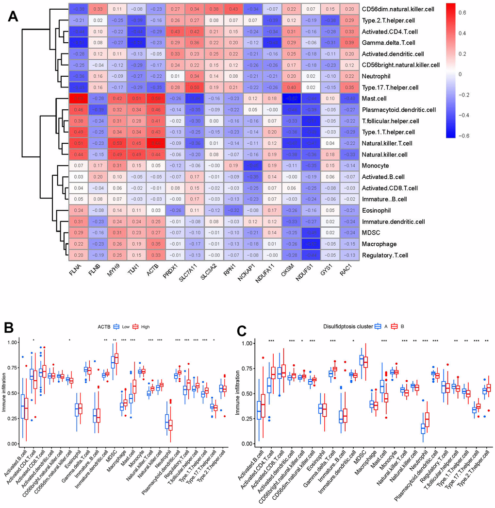 Single sample gene set enrichment analysis. (A) Correlation between immune cell infiltration and the 15 significant disulfidptosis modulators. (B) Difference in the abundance of infiltrating immune cells between high and low ACTB protein expression groups. (C) Differential immune cell infiltration between clusterA and clusterB. *p 