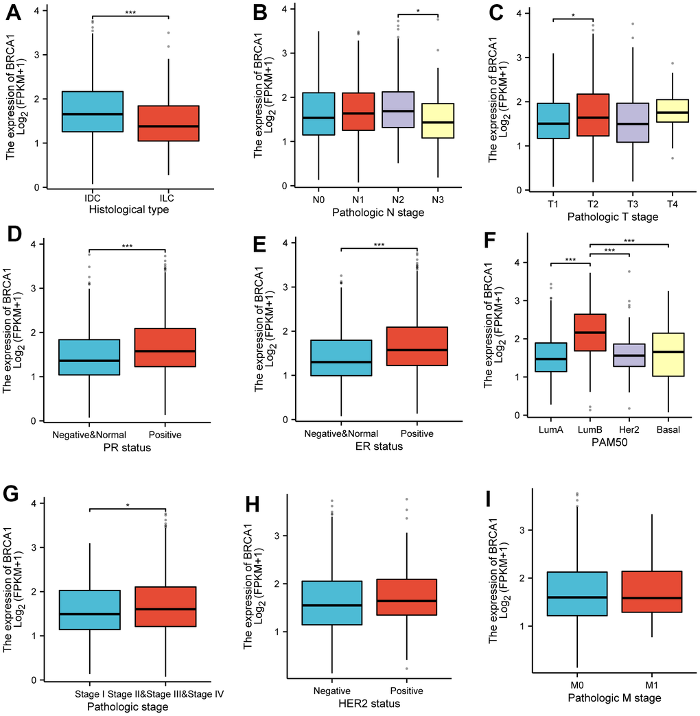 Associations between BRCA1 expression and clinicopathological characteristics. Data were shown for (A) histological type, (B) N stage, (C) T stage, (D) PR status, (E) ER status, (F) PAM50, (G) pathological stage, (H) HER2 status, (I) M stage. P-values were calculated with two-tailed unpaired Student’s t-test, *p p p 