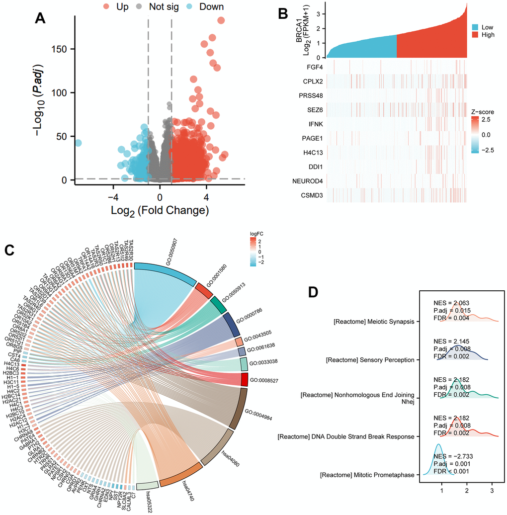 DEGs related to BRCA1 and its functional enrichment analysis utilizing GSEA, GO and KEGG. (A) Blue and red dots indicated the vitally down- and up-regulated DEGs in the Volcano plot, respectively. (B) The top ten DEGs positively correlated with BRCA1 level. (C) KEGG, GO and GSEA (D) analysis of DEGs.