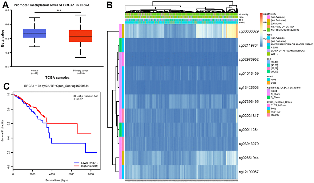 DNA promoter methylation level of BRCA1 and its effect on prognosis of patients with BRCA. (A) The promoter methylation level of BRCA1 in BRCA was lower than that in normal breast tissue. (B) Correlation between BRCA1 mRNA expression level and methylation level. (C) KM survival curves for methylation sites of BRCA1. P-values were calculated with two-tailed unpaired Student’s t-test, *p p p 