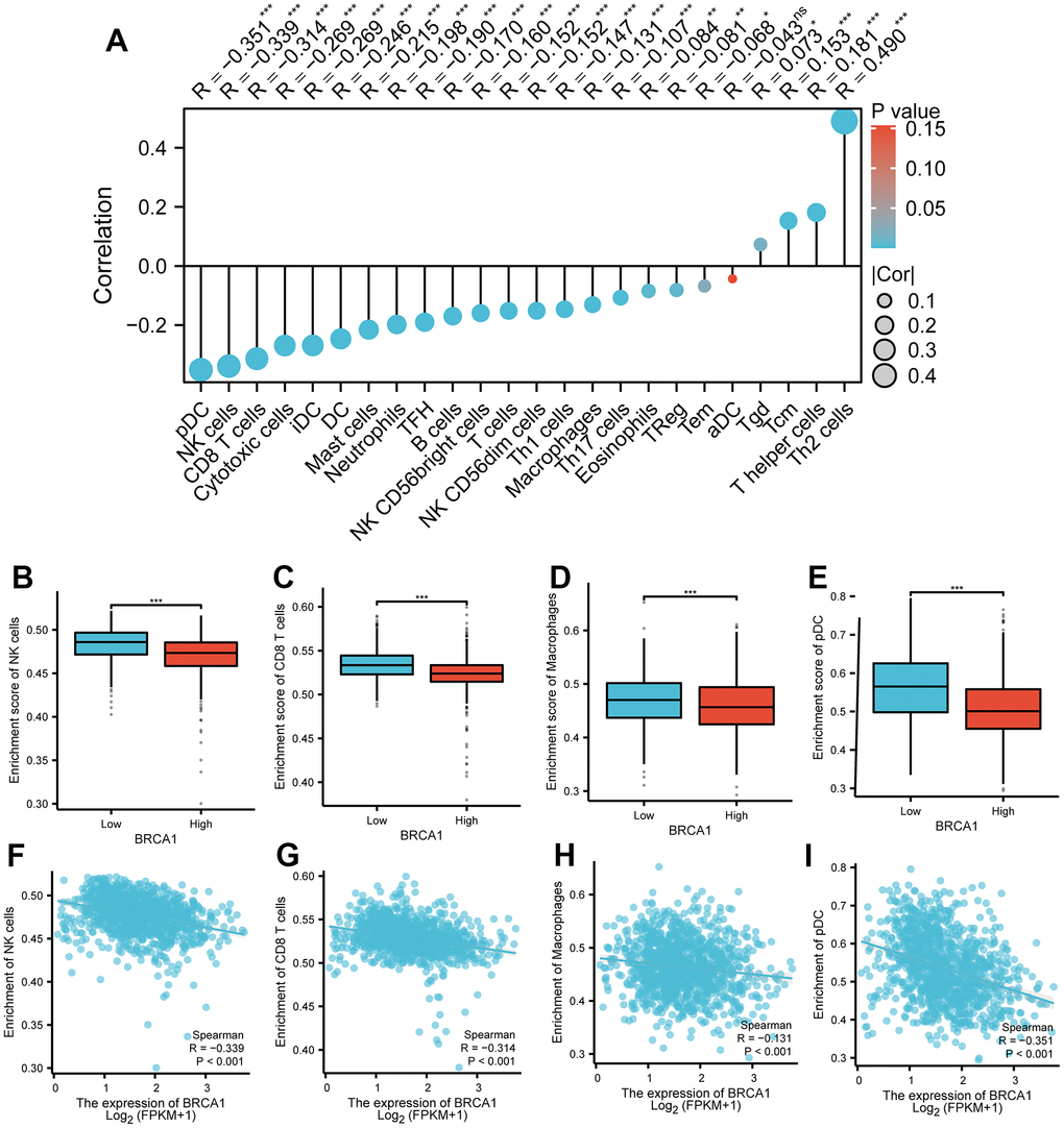 Correlation between BRCA1 level and immune cells infiltration in BRCA. (A) Correlation between BRCA1 expression and 24 types of immune cells. (B–E) Comparison of immune infiltration levels of immune cells (including macrophages, NK cells, pDC, and CD8+ T cells) between high and low BRCA1 level groups. (F–I) The expression of BRCA1 was negatively correlated with the level of infiltrating immune cells, including CD8+ T cells, NK cells, macrophages, and pDC. P-values were calculated with two-tailed unpaired Student’s t-test, *p p p 