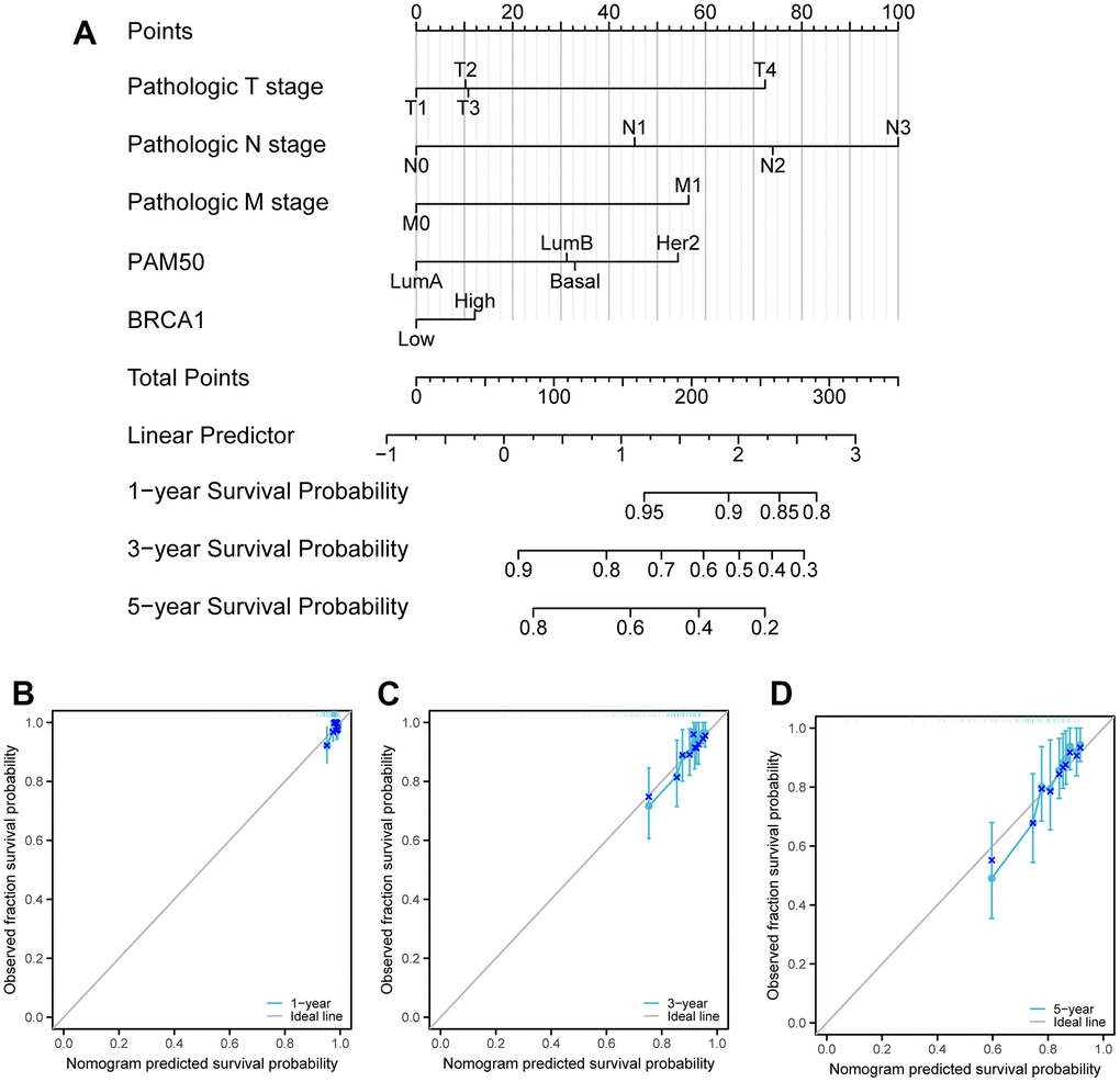 Calibration curves and a nomogram and for prediction OS rates of BRCA patients. (A) A nomogram chart was a visual representation that displays the data of BRCA patients’ OS rates at specific time intervals, such as one, three, and five years. (B–D) Calibration curves were graphical tools used to predict the survival rates of cancer patients at specific time points.