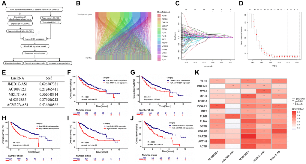Screening of prognostic DRLs in the TCGA-LIHC database. (A) Data analysis flow of this study. (B) Correlation analysis between DRGs and lncRNAs. (C, D) Lasso Cox regression analysis. (E) Multivariate Cox regression analysis to determine the DRLs and their corresponding coefficients. (F–J) Kaplan-Meier (K-M) analyses of OS for five DRLs in the TCGA-LIHC cohort. (K) Correlations between DRGs and the five DRLs. Abbreviations: DRGs: disulfidptosis-related genes; DRLs: disulfidptosis-related lncRNAs. *p **p ***p 