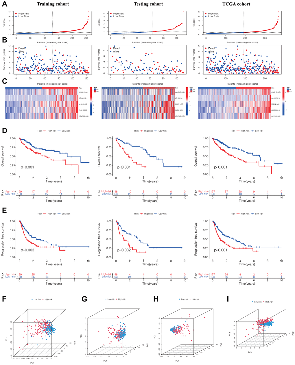 Evaluation and validation of the DRLs signature in the training, testing, and TCGA cohorts. (A) Distribution of normalized DRLs risk scores. (B) Survival status and survival time in relation to DRLs risk scores. (C) Heatmaps showing high- and low-risk groups. Kaplan-Meier analyses of OS (D) and PFS (E) for high- and low-risk groups. (F) PCA analysis of all genes. (G) PCA analysis of DRGs. (H) PCA analysis of all DRLs. (I) PCA analysis of DRLs risk score. Abbreviations: DRLs: disulfidptosis-related lncRNAs; OS: overall survival; PFS: progression-free survival; PCA: principal component analysis; DRGs: disulfidptosis-related genes.