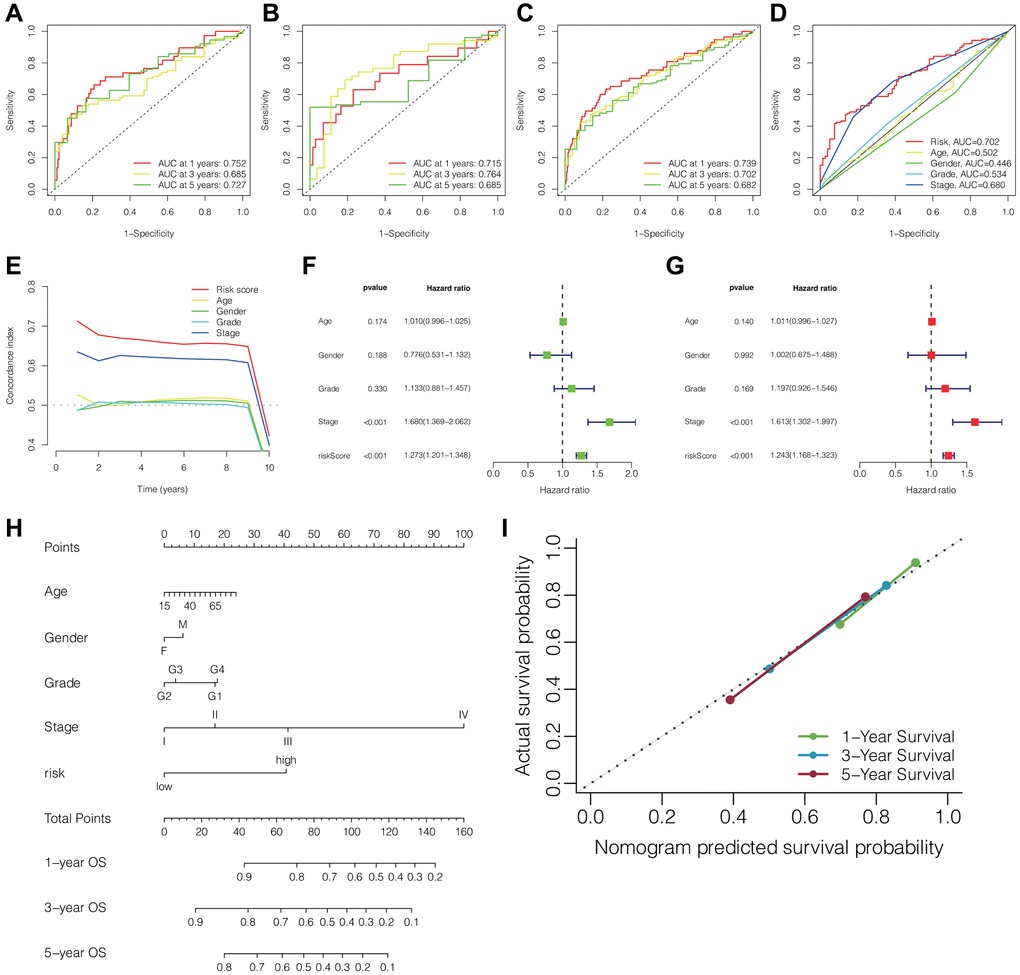 Predictive performance of the DRLs signature and establishment of clinicopathologic nomogram. ROC curves of the DRLs signature for predicting 1-, 3-, and 5-year OS in the training (A), testing (B), and TCGA cohorts (C). (D) ROC curves of the DRLs risk signature and clinical parameters for predicting 3-year OS in the TCGA cohort. (E) C-index of the DRLs signature and clinical parameters in the TCGA cohort. Univariate (F) and Multivariate (G) Cox regression analyses of the DRLs signature and clinical parameters. (H) Development of a prognostic nomogram for predicting patient survival in HCC. (I) Calibration curve of the prognostic nomogram. Abbreviations: DRLs: disulfidptosis-related lncRNAs; OS: overall survival; C-index: concordance index.