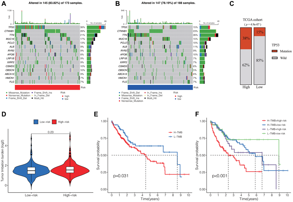 Tumor somatic mutation profiles and survival analysis. Waterfall plots showing the somatic mutation spectrum of HCC patients in the high-risk group (A) and low-risk group (B). (C) Comparison of TP53 mutation frequencies between the two groups. (D) Comparison of TMB between the two groups. (E) K-M analysis of TMB in HCC. (F) K-M analysis of TMB and DRLs risk scores. Abbreviation: TMB: tumor mutation burden.