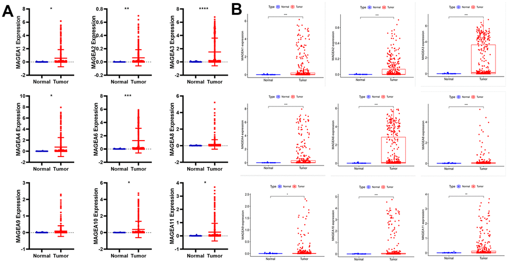 Differential expression analysis of MAGE-A family members between tumor and normal tissues. (A) Pan-cancer data analysis of MAGEA family members expression in gastric cancer. (B) Expression of MAGEA family members was analyzed from TCGA gastric cancer expression data.