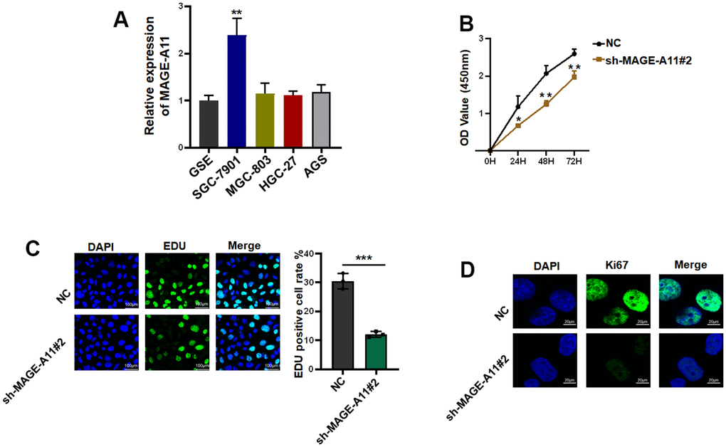 MAGE-A11 has the ability to regulate the proliferation of tumor cells. (A) The expression of MAGE-A11 was detected by QPCR in tumor cells and gastric epithelial cells. (B) CCK-8 assay was used to detect the effect of MAGE-A11 knockdown on cell viability. (C) EdU assay was used to detect the effect of MAGE-A11 knockdown on cell proliferation. (D) The expression of Ki67 was detected by cellular immunofluorescence.