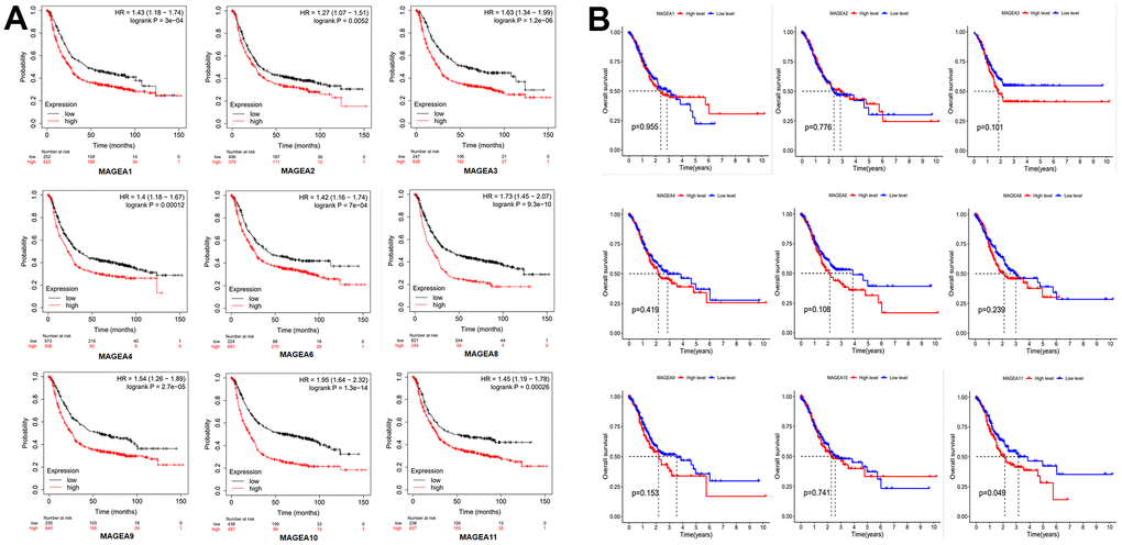 Prognostic role of MAGE-A family members. (A) Survival curve from the website Kaplan-Meier plotter. (B) Survival curves constructed by TCGA clinical and expression data.