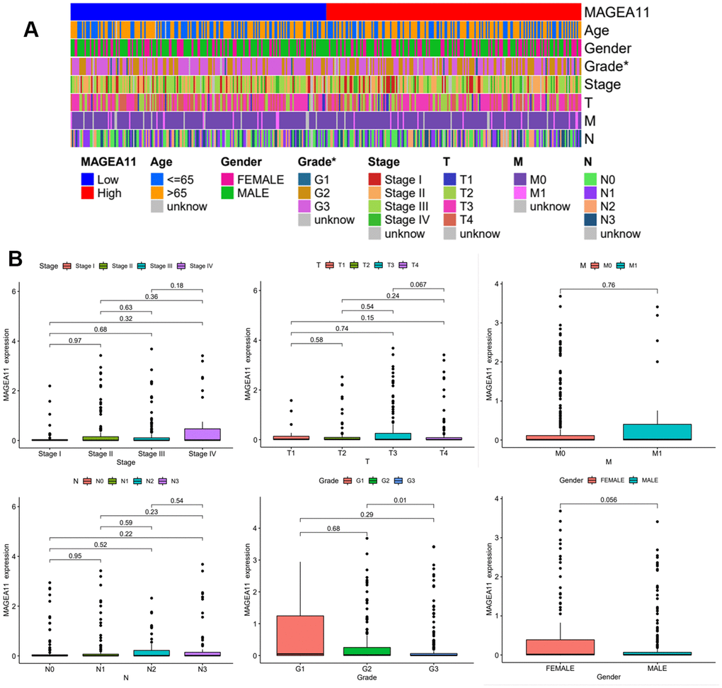 Expression of MAGE-A11 in different clinical features. (A) Clinical heat map of MAGE-A11 expression. (B) Box plot of MAGE-A11 expression under different clinical characteristics.