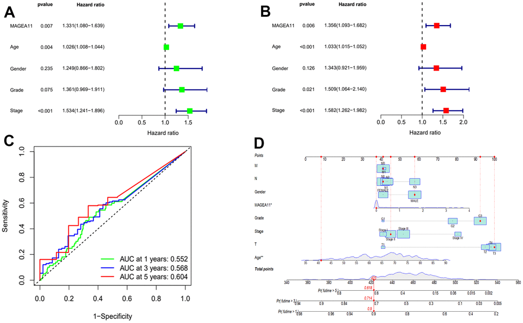 MAGE-A11 is an independent prognostic factor. (A) Univariate Cox regression analysis of the expression and clinical characteristics of MAGE-A11. (B) Multivariate Cox regression analysis of the expression and clinical characteristics of MAGE-A11. (C) Time-dependent ROC curves. (D) The nomogram is applied by adding up the points identified on the points scale for each variable. ROC: receiver operating characteristic curve. AUC: area under the curve.