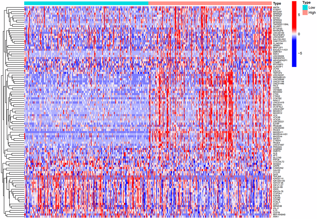 Heat map of differential genes in the high and low expression groups of MAGE-A11.