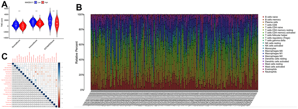 The relationship between MAGE-A11 expression and the tumour microenvironment. (A) Stromalscore, Immunescore and ESTIMATE score differences between MAGE-A11 high and low expression groups. (B) Proportion of tumor-infiltrating immune cells in each sample. (C) Relationship between tumor-infiltrating cells.
