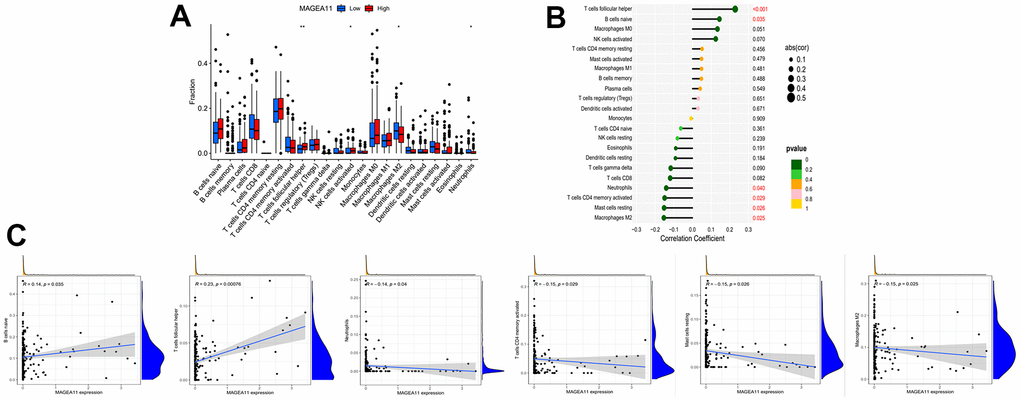 Relationship between tumor-infiltrating cells and MAGE-A11 expression. (A) Box plots of the proportions of tumor-infiltrating cell types in tumor tissues with low (blue) or high (red) MAGE-A11 expression. (B) Map of the proportional relationship between MAGE-A11 expression and tumor-infiltrating cells. (C) Scatter plots showing Pearson’s correlation between the proportions of the 6 most significant and MAGE-A11 expression.