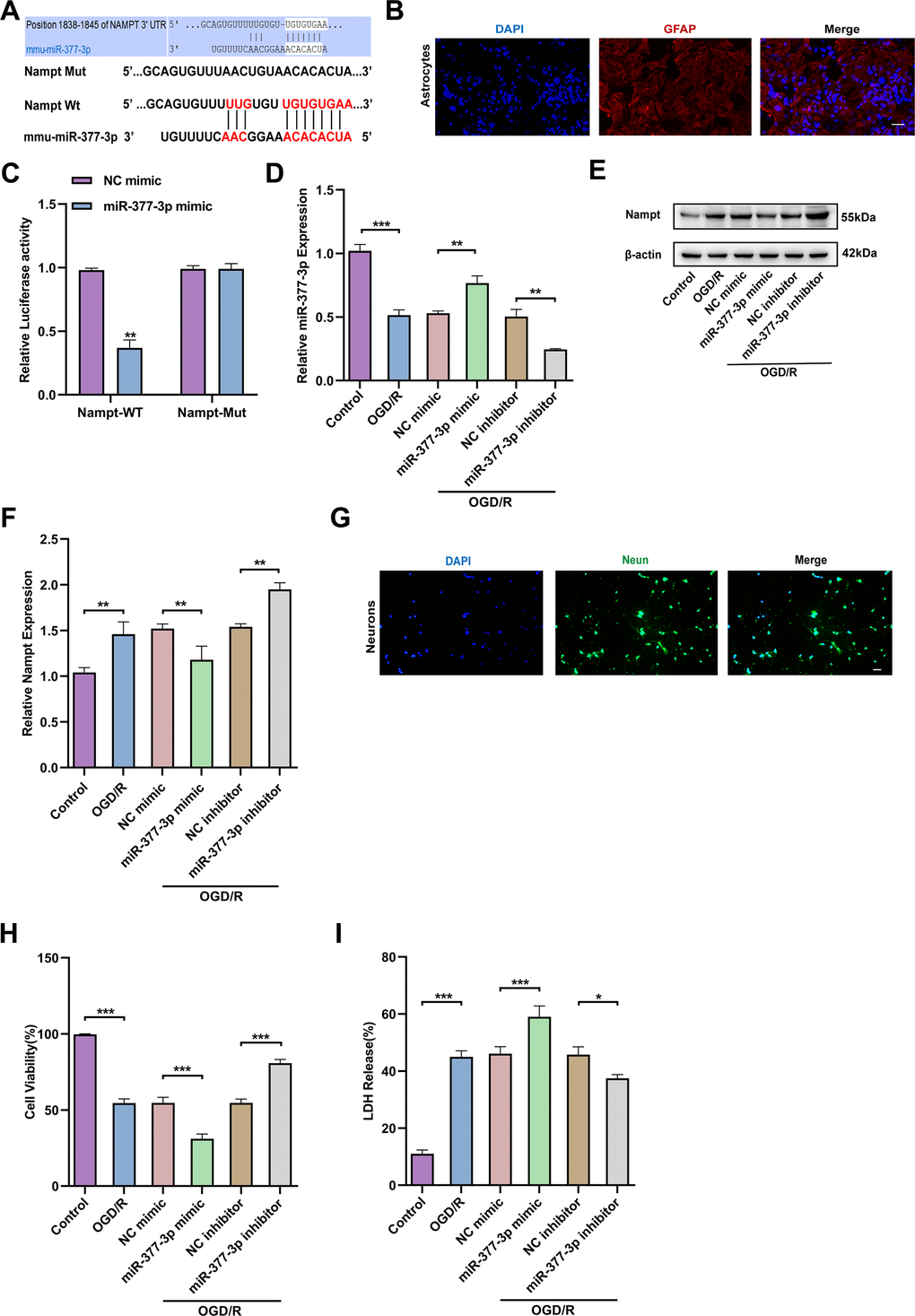 miR-377-3p inhibits the expression of Nampt in astrocytes after OGD/R, thus promoting neuronal injury. (A) Possible miRNA binding site on Nampt mRNA (predicted candidate miR-377-3p target gene by bioinformatics databases). (B) GFAP immunofluorescence validation of astrocytes (immunofluorescence images of primary astrocytes. Scale bar: 20 μm). (C) Relative luciferase activity of Nampt wild-type and 3ʹ-UTR mutant structures transfected with miR-377-3p mimics and NC mimic. (D) RT-qPCR detection of miR-377-3p levels in primary astrocytes after OGD/R following miR-377-3p mimic or miR-377-3p inhibitor treatment. (E) Western blot analysis of Nampt protein expression in primary astrocytes after OGD/R following miR-377-3p mimic or miR-377-3p inhibitor treatment. (F) A bar presenting the quantification of Nampt in primary astrocytes. (G) NeuN immunofluorescence validation of neurons (immunofluorescence images of primary neurons. (Scale bar: 20 μm.). (H) The co-cultured neuron viability was determined by CCK-8 assay after miR-377-3p mimic or miR-377-3p inhibitor transfection in astrocytes and OGD/R treatment. (I) LDH assay to detect the effect on co-cultured neurons after miR-377-3p mimic or miR-377-3p inhibitor treatment in primary astrocytes and OGD/R treatment. The relative expression levels were quantified by normalizing to β-actin. Data are represented as mean ± SD, (n = 3; *P P P 
