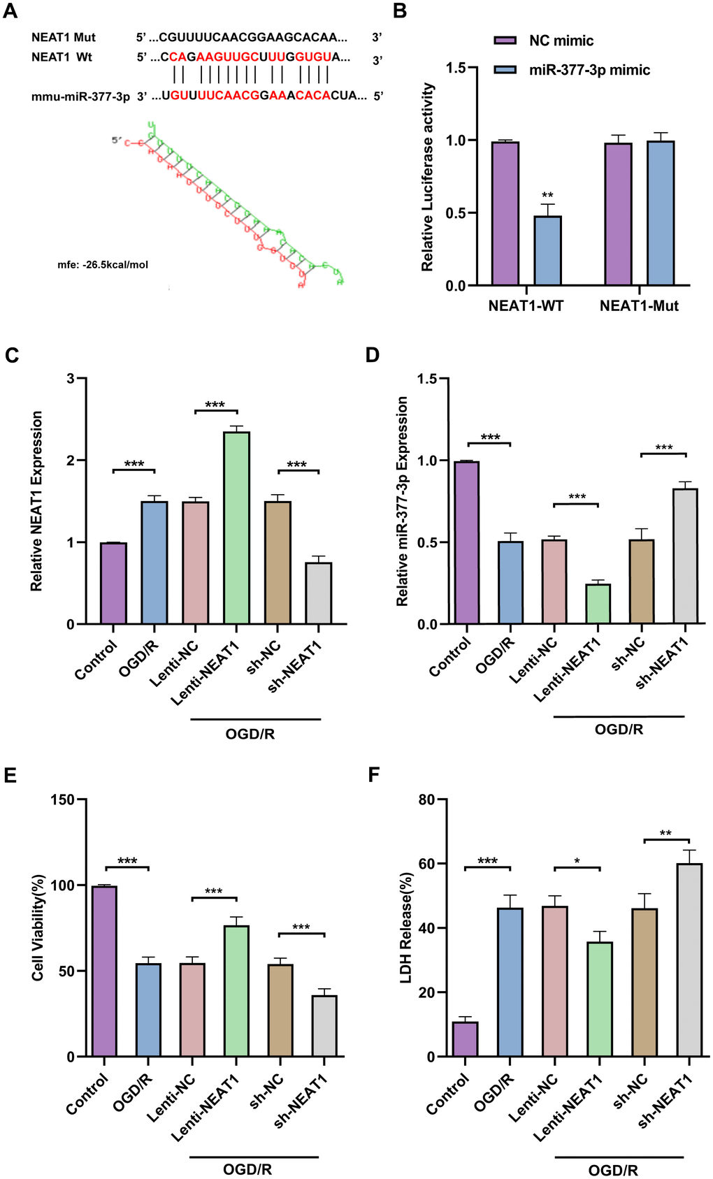 NEAT1 binds to miR-377-3p in OGD/R astrocytes and plays a neuronal protective role as a ceRNA. (A) Prediction of NEAT1 binding sites on miR-377-3p using bioinformatics software (RNAhybrid). (Schematic diagram of the sequence complementation relationship of miR-377-3p in NEAT1.) (B) Dual luciferase reporter gene analysis to confirm the binding relationship between NEAT1 and miR-377-3p. (C) RT-qPCR to analyze the NEAT1 level in primary astrocytes transfected with sh-NEAT1 or Lenti- NEAT1. (D) RT-qPCR to analyze the miR-377-3p level in primary astrocytes transfected with sh-NEAT1 or Lenti- NEAT1. (E) CCK-8 assay to assess the co-cultured neuron viability after NEAT1 knockdown or overexpression in primary astrocytes and OGD/R treatment. (F) LDH assay to study the effect of the co-cultured neuron viability after NEAT1 knockdown or overexpression in primary astrocytes and OGD/R treatment. Data are represented as mean ± SD, (n = 3; *P P P 