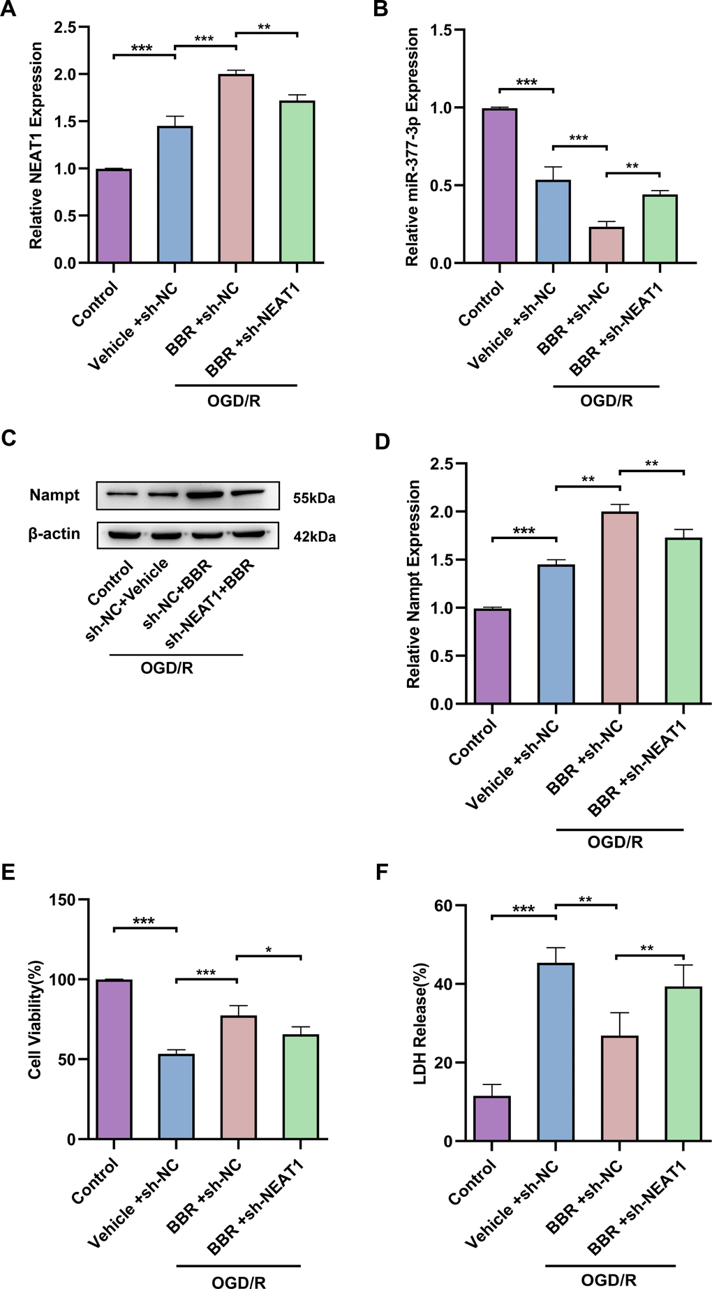 Berberine exerts neuroprotective effects through modulation of the NEAT1/ miR-377-3p /Nampt axis in astrocytes. (A) RT-qPCR to analyze the NEAT1 level in primary astrocytes transfected with sh-NEAT1 after berberine treatment. (B) RT-qPCR to analyze the miR-377-3p level in primary astrocytes transfected with sh-NEAT1 after berberine treatment. (C) Western blot analysis of Nampt expression in primary astrocytes transfected with sh-NEAT1 after berberine treatment. (D) A bar presenting the quantification of Nampt in primary astrocytes. (E) CCK-8 assay to assess the effect on co-cultured neurons by treating with NEAT1 knockdown and berberine-treated primary astrocytes and OGD/R treatment. (F) LDH assay to study the effect on co-cultured neurons by treating with NEAT1 knockdown and berberine-treated primary astrocytes and OGD/R treatment. The relative expression levels were quantified by normalizing to β-actin. Data are represented as mean ± SD, (n = 3; *P P P 