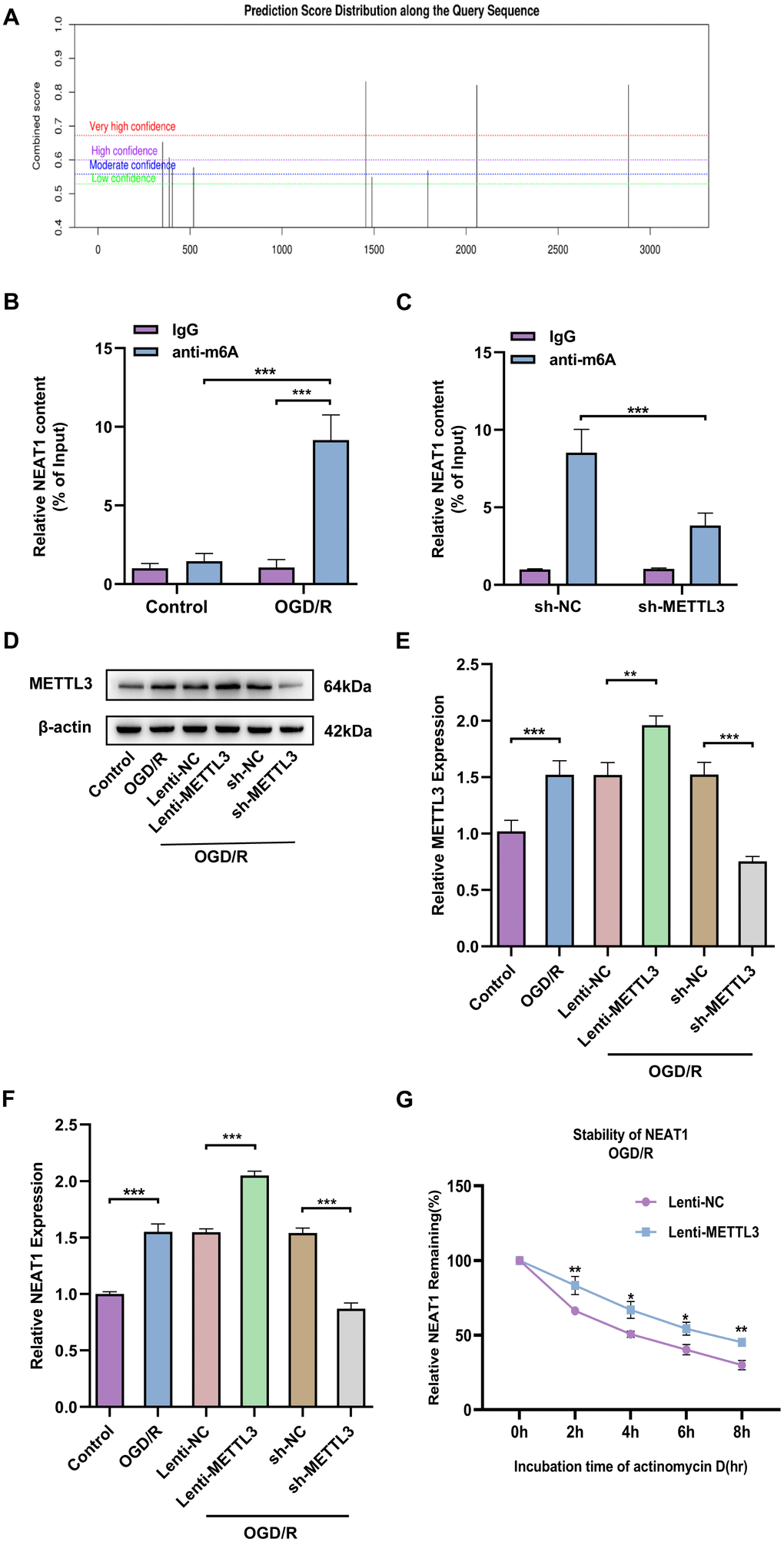 METTL3 enhances NEAT1 stability in OGD/R astrocytes by modulating m6A modification of NEAT1. (A) Prediction of potential m6A targets in Lnc NEAT1 based on SRAMP online website. (B) MeRIP-PCR to detect the m6A modifications in Lnc NEAT1. (C) Application of MeRIP-PCR to detect the correlation between NEAT1 and METTL3. (D) Western blot to detect expression of METTL3 after overexpression or silencing in primary astrocytes. (E) A bar presenting the quantification of METTL3 in primary astrocytes. (F) Expression of NEAT1 after METTL3 overexpression and silencing in primary astrocytes of mice after OGD/R. (G) Stability of NEAT1 in primary astrocytes with METTL3 overexpression after OGD/R treatment. Data are represented as mean ± SD, (n = 3; *P P P 