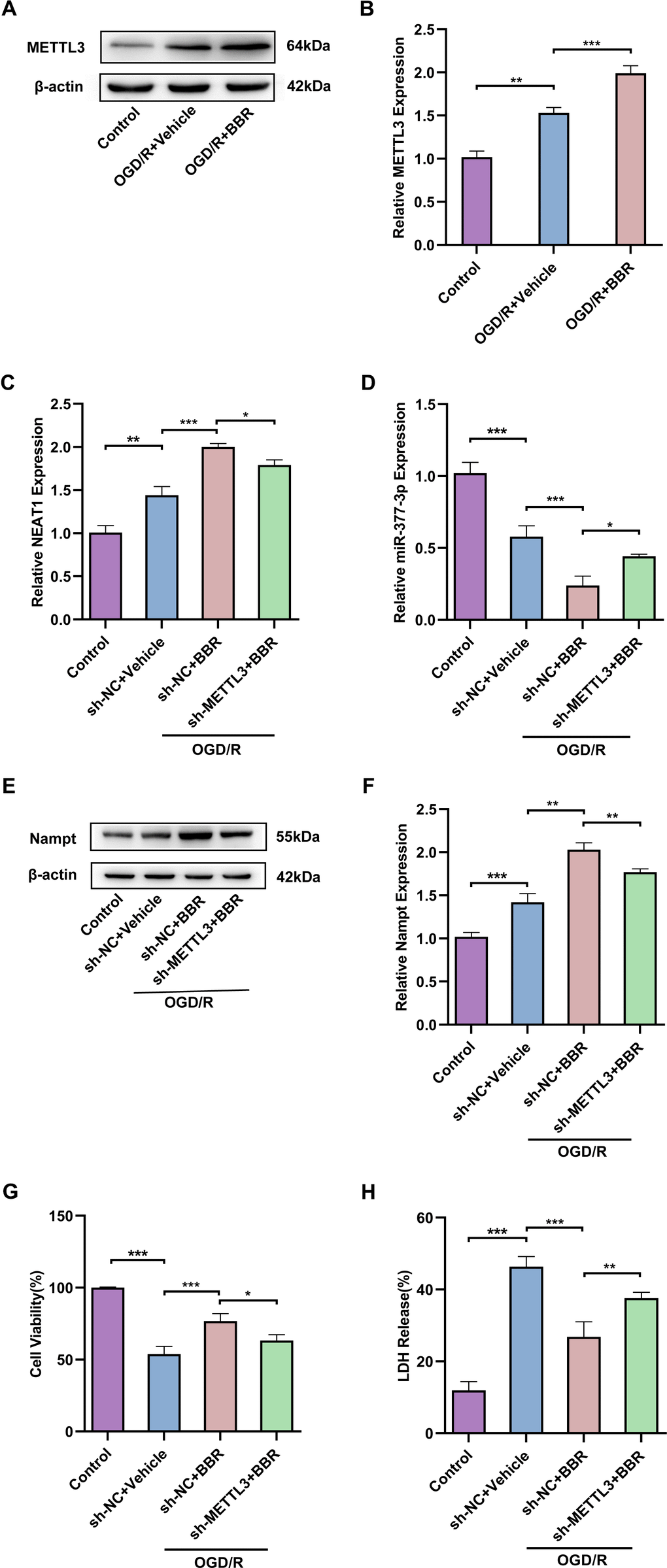 Berberine exerts neuroprotective effects via METTL3 regulating the NEAT1/miR-377-3p/Nampt axis in post-OGD/R primary astrocytes. (A) Western blot to detect expression of METTL3 in primary astrocytes after OGD/R and berberine treatment. (B) A bar presenting the quantification of METTL3 in primary astrocytes. (C) RT-qPCR to analysis the ex-pression of NEAT1 in primary astrocytes after OGD/R following berberine treatment and transfection with sh-METTL3. (D) RT-qPCR to analyze the expression of miR-377-3p in astrocytes after OGD/R following berberine treatment and transfection with sh-METTL3. (E) Western blotting to analyze the expression of Nampt in astrocytes after OGD/R following berberine treatment and transfection with sh-METTL3. (F) A bar presenting the quantification of Nampt in primary astrocytes. (G) Using CCK-8 assay to assess the effect on co-cultured neurons by treating with sh-METTL3 and berberine-treated primary astrocytes and OGD/R treatment. (H) Using LDH assay to evaluate the effect on co-cultured neurons by treating with sh-METTL3 and berberine-treated primary astrocytes and OGD/R treatment. The relative expression levels were quantified by normalizing to β-actin. Data are represented as mean ± SD, (n = 3; *P P P 