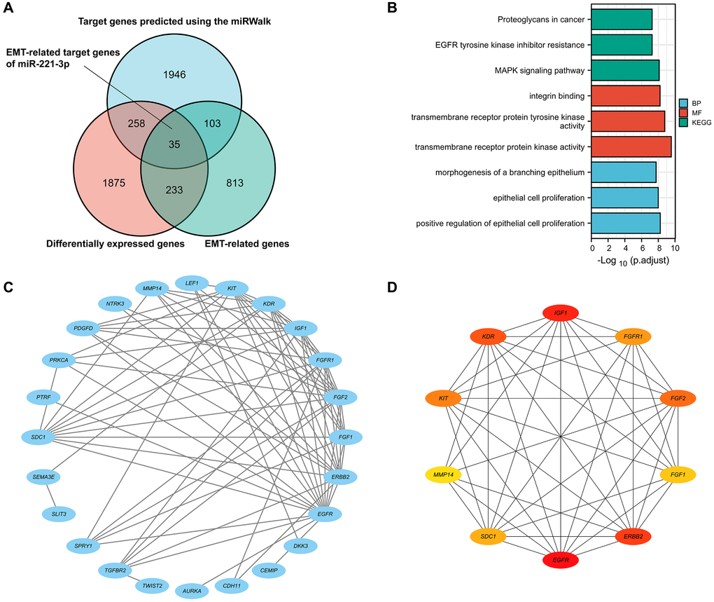 The Venn diagram shows DEGs, EMT-related genes, and possible targets of miR-222-3p (A). GO and KEGG pathway enrichment analysis of 35 ETGs (B). The PPI network of 35 ETGs (C). 10 top core genes of the PPI network were identified as the ETGs of miR-221-3p for further research (D).