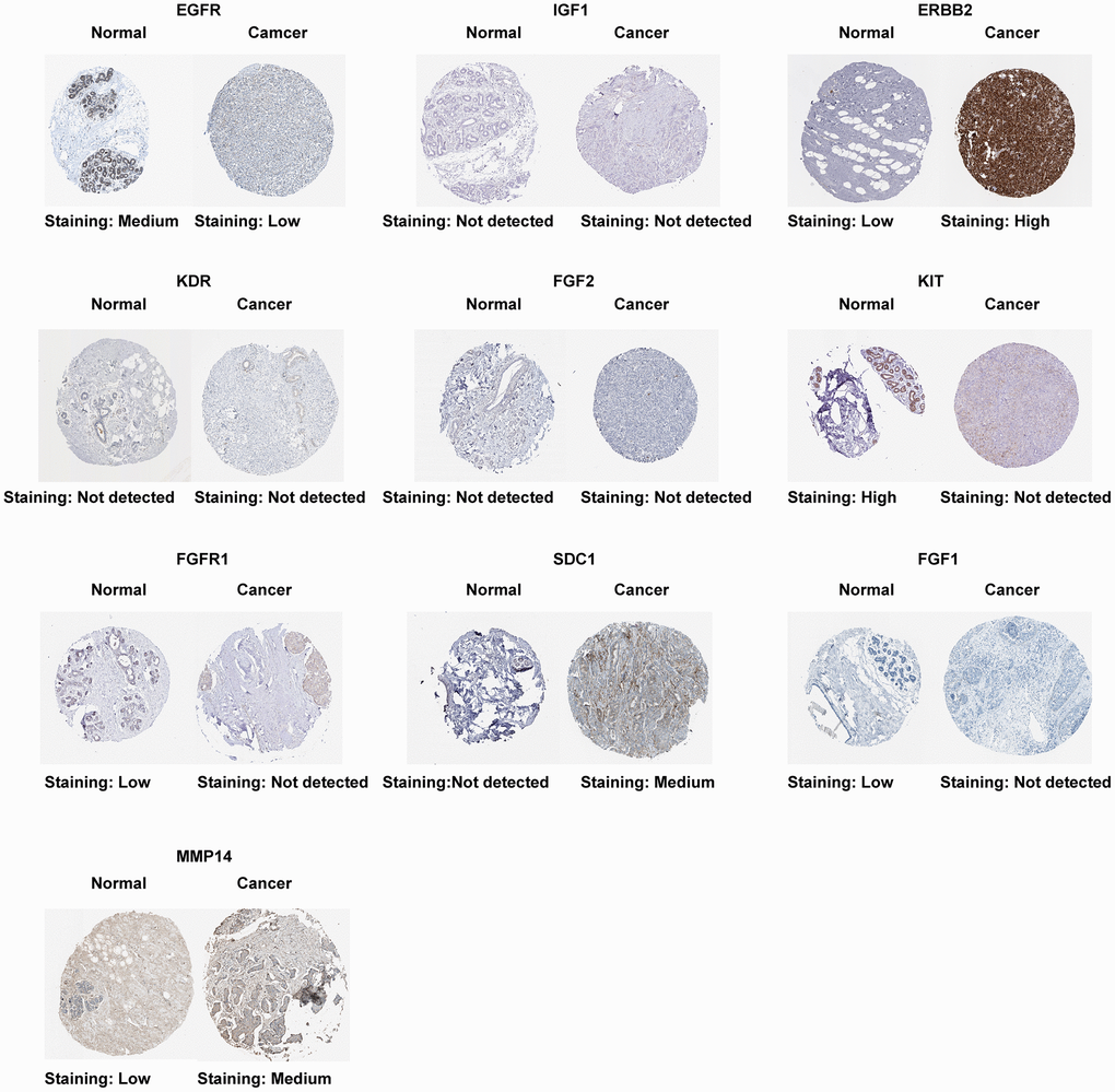 Protein expression of 10 ETGs.