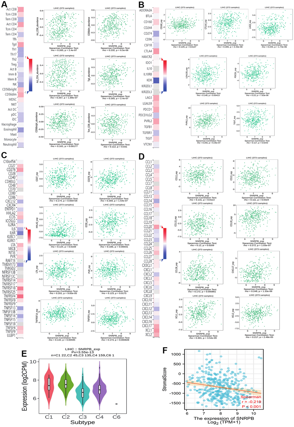 Correlation between SNRPB and immune cell infiltration in HCC. (A) Correlation between SNRPB expression and immunity cells. (B) Correlation between SNRPB expression and checkpoints. (C) Correlation between SNRPB expression and immune inhibitors. (D) Correlation between SNRPB expression and chemokines. (E) SNRPB expression in different HCC immune subtypes. (C1 (wound healing), C2 (IFN-gamma dominant), C3 (inflammatory), and C4 (lymphocyte depleted)). (F) Correlation between SNRPB expression and immune stroma score.
