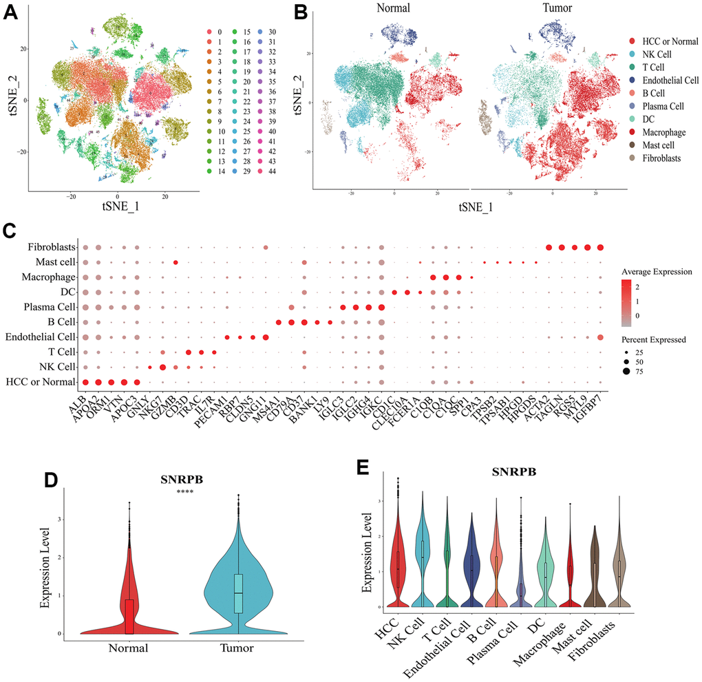 Single cell RNA sequencing analysis of SNRPB. (A, B) t-SNE dimensionality reduction. (C) Bubble plot showing the expression levels of cluster-specific marker genes. The size of the dots represents the percent of expressed cells, and the color of the dots represents the average expression levels. (D) The expression levels of SNRPB in HCC cells and normal epithelial cells. (E) The expression levels of SNRPB in 10 cell types.