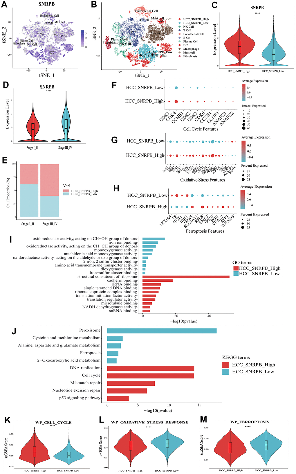 Single cell RNA sequencing analysis of the relationship between SNRPB and cell cycle, oxidative stress and ferroptosis in HCC. (A) t-SNE dimensionality reduction of the SNRPB expression levels in HCC samples. (B) HCC cells were divided into high expression of SNRPB subset (HCC