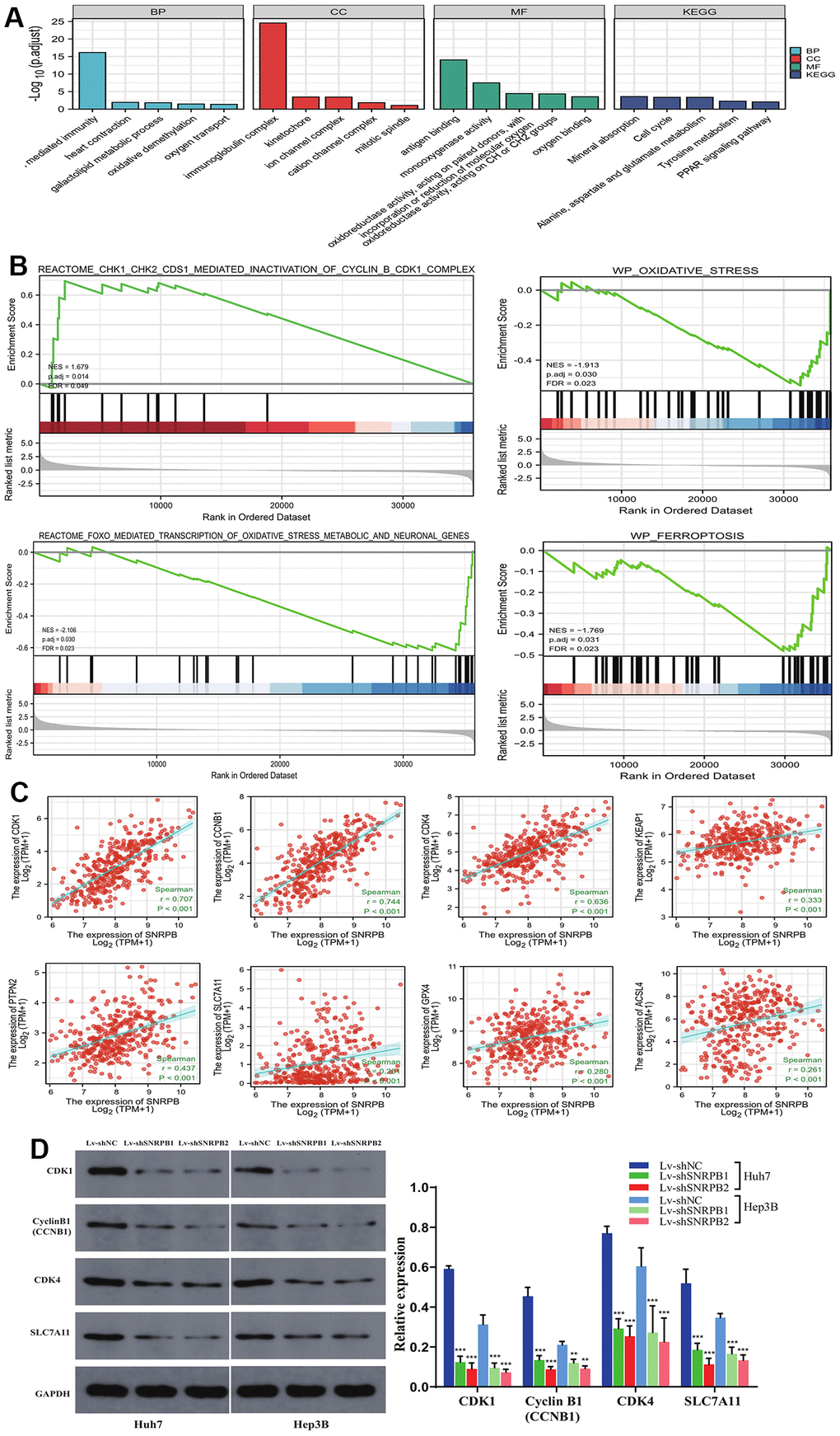 SNRPB knockdown affects the expression of downstream genes associated with cell cycle, oxidative stress and ferroptosis. (A) GO-KEGG of DEGs. (B) GSEA of the TCGA dataset: the high SNRPB expression associated DGEs are enriched in cell cycle related genes and that low SNRPB expression associated DGEs are enriched in oxidative stress and ferroptosis related genes. (C) Correlation between SNRPB expression and CDK1, CyclinB1 (CCNB1), CDK4, KEAP1, PTPN2 (TCPTP), SLC7A11, GPX4 and ACSL4 expression. (D) The protein expression levels of CDK1, CyclinB1 (CCNB1), CDK4, and SLC7A11 after SNRPB knockdown were evaluated by Western blotting.