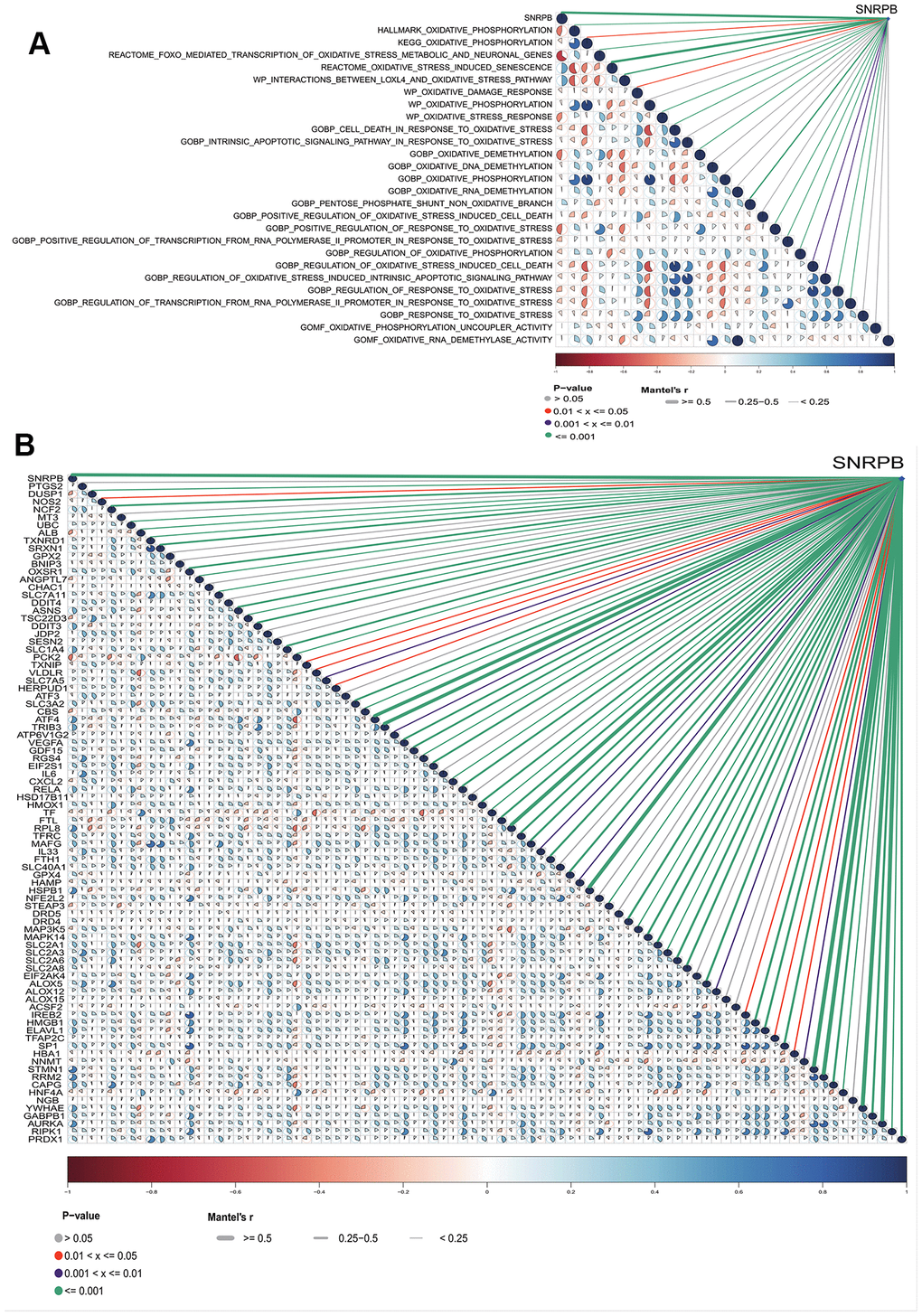 Relationship between SNRPB and oxidative stress-related pathways and oxidative stress-ferroptosis related genes. (A) Correlation analysis between SNRPB and oxidative stress-related pathways in MSigDB database. (B) Correlation analysis between SNRPB and oxidative stress-ferroptosis related genes in GeneCards and FerrDb databases. The color of sectors indicates the correlation (blue = positive, red = negative). The darker the sector color and the larger the sector area, the larger the correlation coefficient. The purple line means p p p 