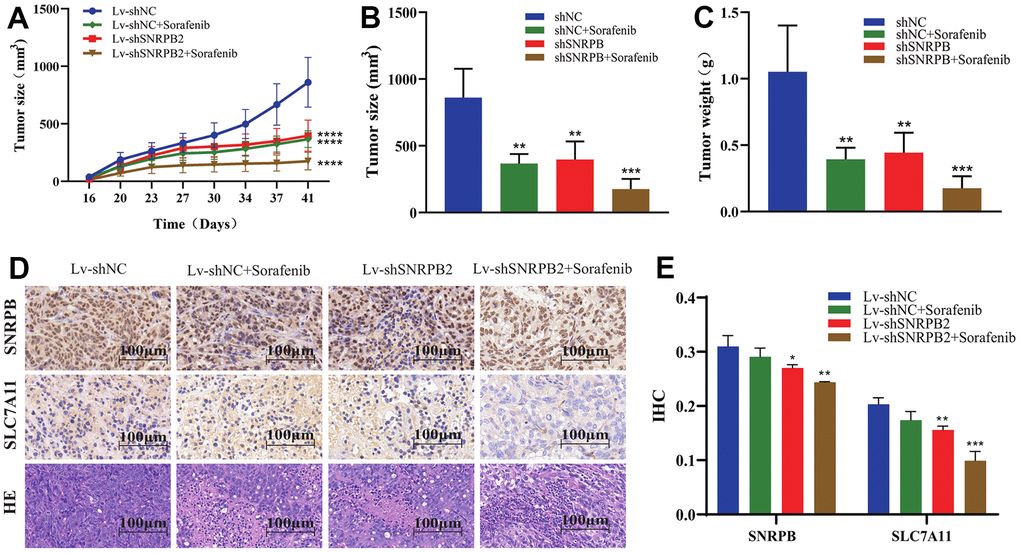 SNRPB knockdown combined with sorafenib treatment inhibits tumor growth in vivo. (A) Tumor volume curves differences of each nude mouse xenograft model (Lv-shNC, Lv-shNC+Sorafenib, Lv-shSNRPB2, and Lv-shSNRPB2+Sorafenib). (B, C) Tumor size and weight differences of each nude mouse xenograft model. (D, E) The IHC staining and HE staining analysis the expression levels of SNRPB and SLC7A11 in the xenograft tumors.