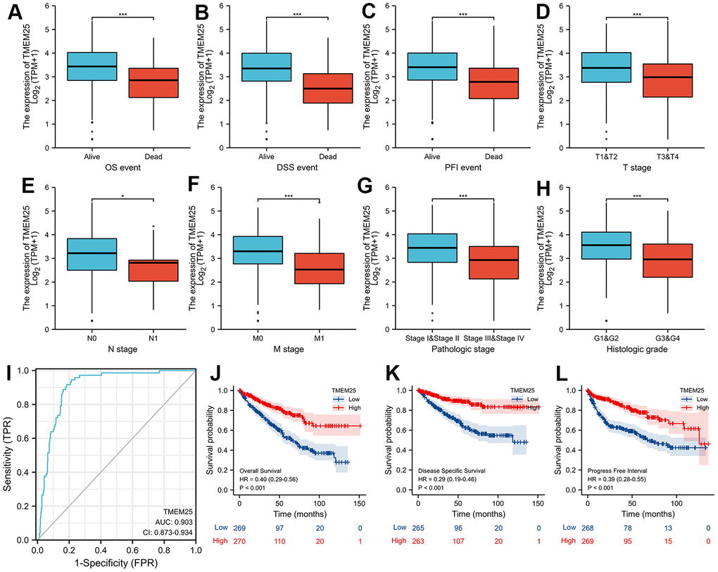 Clinical significance of TMEM25 in ccRCC. The differential expression of TMEM25 was analyzed in different clinical states such as OS (A), DSS (B), PFI (C), T stage (D), N stage (E), M stage (F), pathologic stage (G) and histologic grade (H). (I) The ROC curve demonstrated a strong ability of TMEM25 in distinguishing ccRCC patients from normal patients (AUC value of 0.903). The prognosis of ccRCC patients in the TMEM25 high expression group was significantly better than that of the low expression group in terms of OS (J), DSS (K), and PFI (L). (***p 