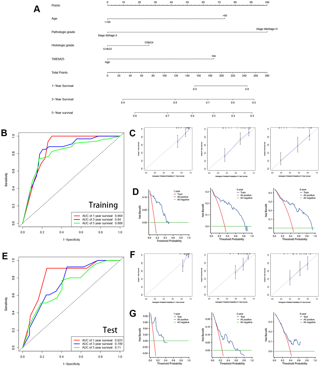 Construction and validation of nomograms containing TMEM25 expression data. (A) Nomograms containing age, pathologic grade, histologic grade and TMEM25 expression were constructed. The TCGA-KIRC cohort was randomized into TRAINING and TEST groups to mutually validate the ability of the model in combination with the survival prognosis of the patients. (B) In the training group, the ROC curves demonstrated AUC values of 0.864, 0.84, and 0.808 for predicting survival at 1, 3, and 5 years, respectively; the calibration plots (C) and clinical decision curves (D) at 1, 3, and 5 years were consistent in indicating that the model had strong predictive power. (E) Similarly, in the test group, the ROC curves demonstrated AUC values of 0.823, 0.749, and 0.71 for predicting survival at 1, 3, and 5 years, respectively; the results of the calibration plots (F) and clinical decision curves (G) at 1, 3, and 5 years were consistent with the training group.